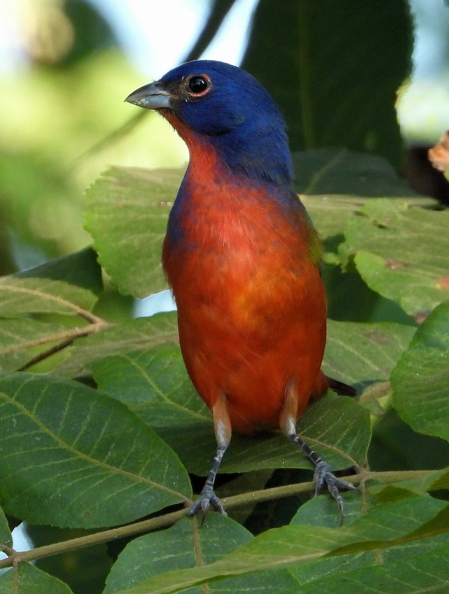 Painted Bunting - ML623958078