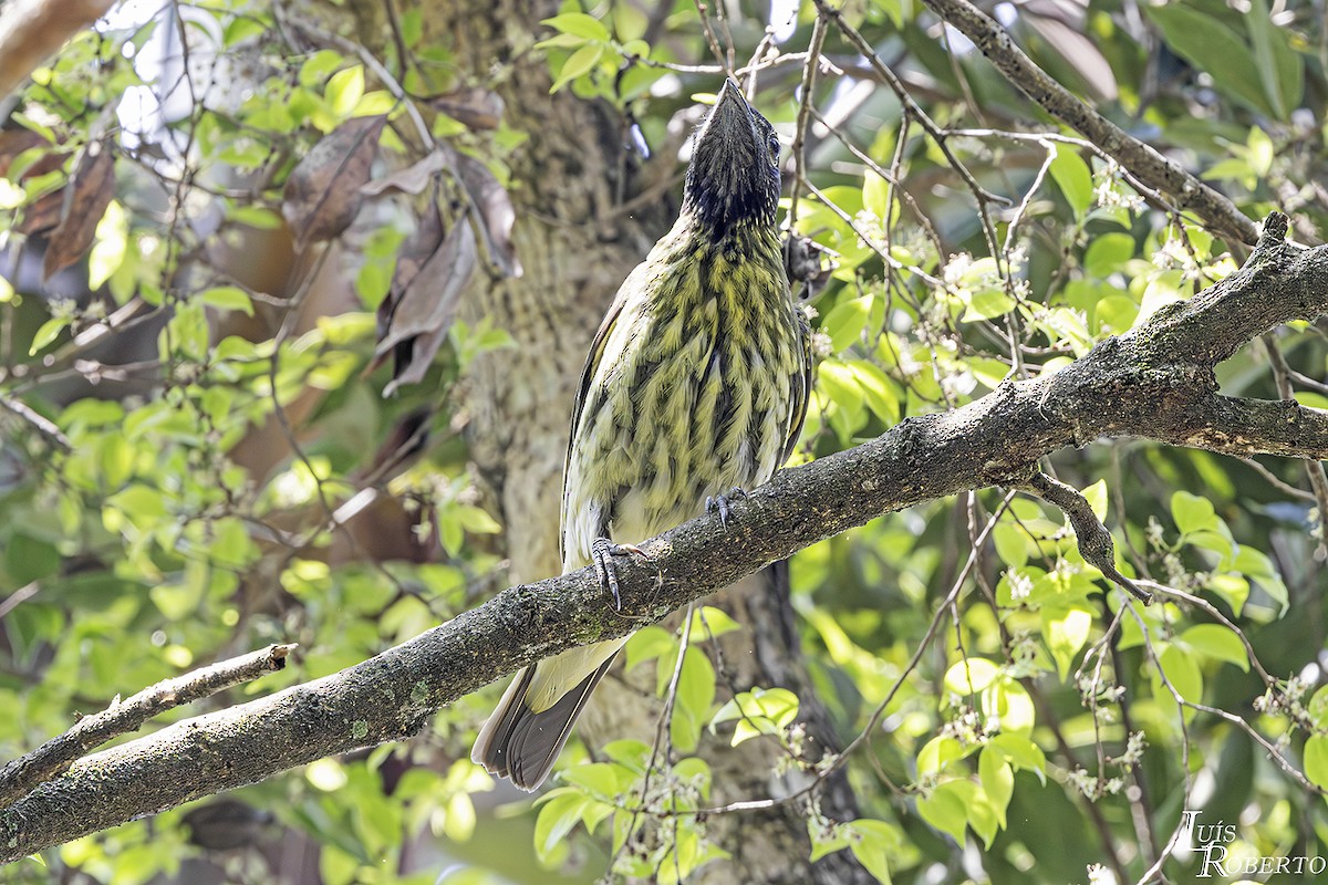 Bare-throated Bellbird - ML623958081