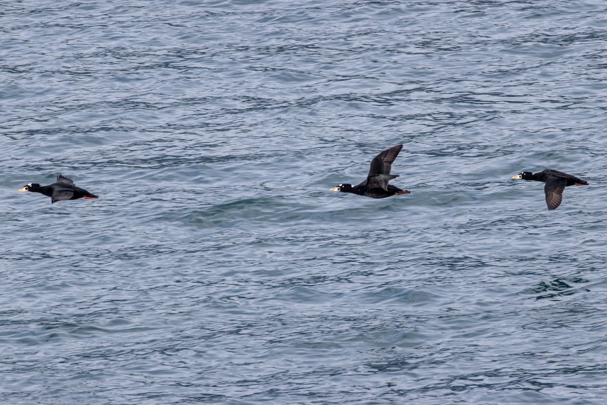 Surf Scoter - ML623958082