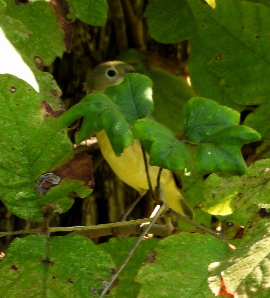 Painted Bunting - ML623958089