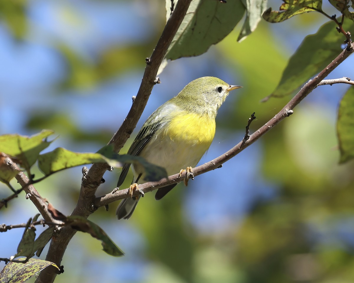 Northern Parula - ML623958092
