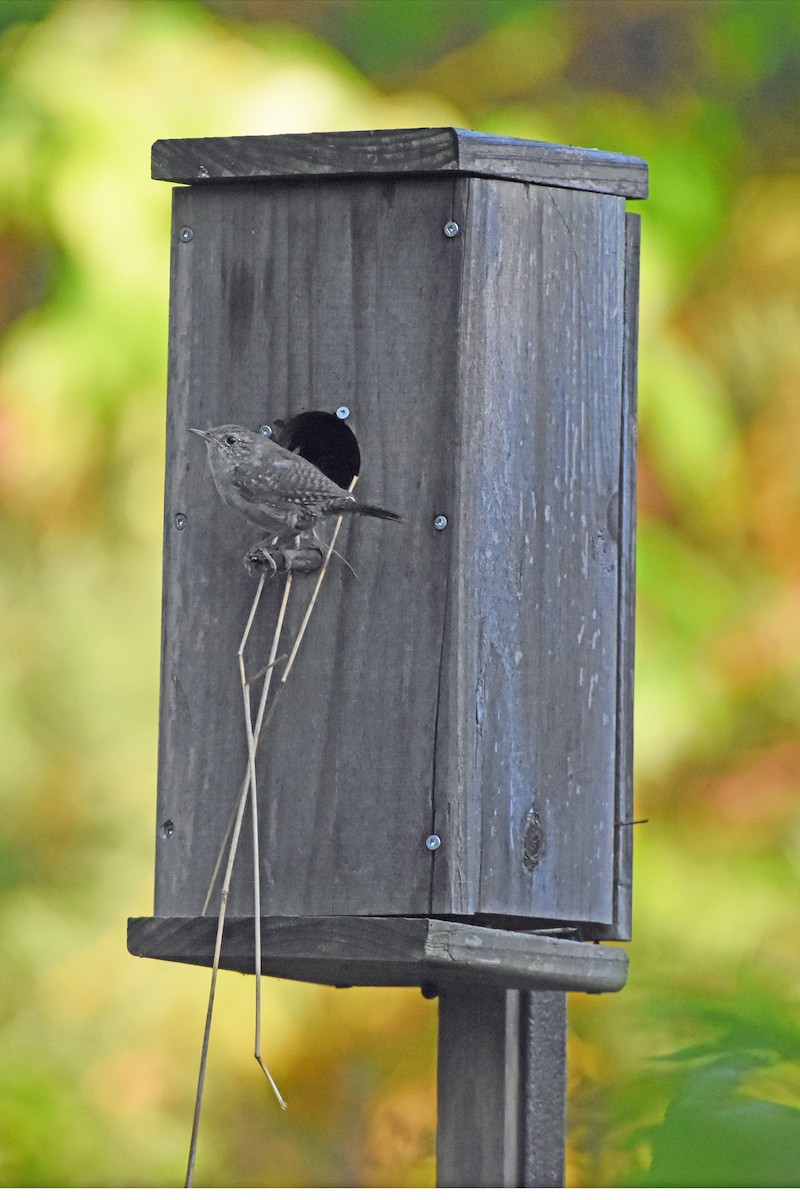 House Wren - ML623958097