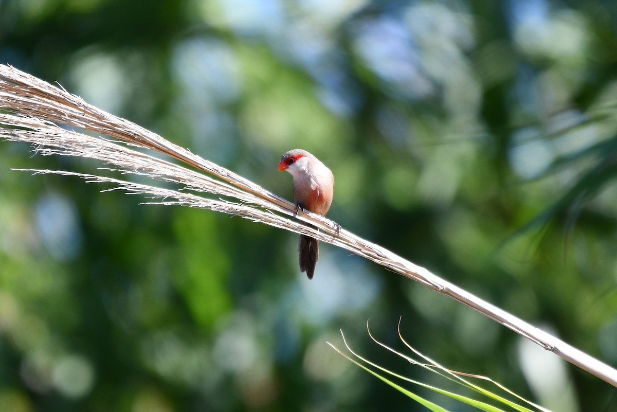 Common Waxbill - ML623958102