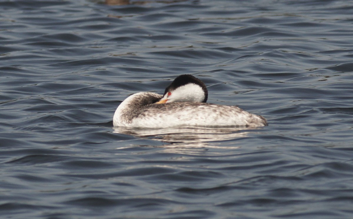 Clark's Grebe - ML623958118