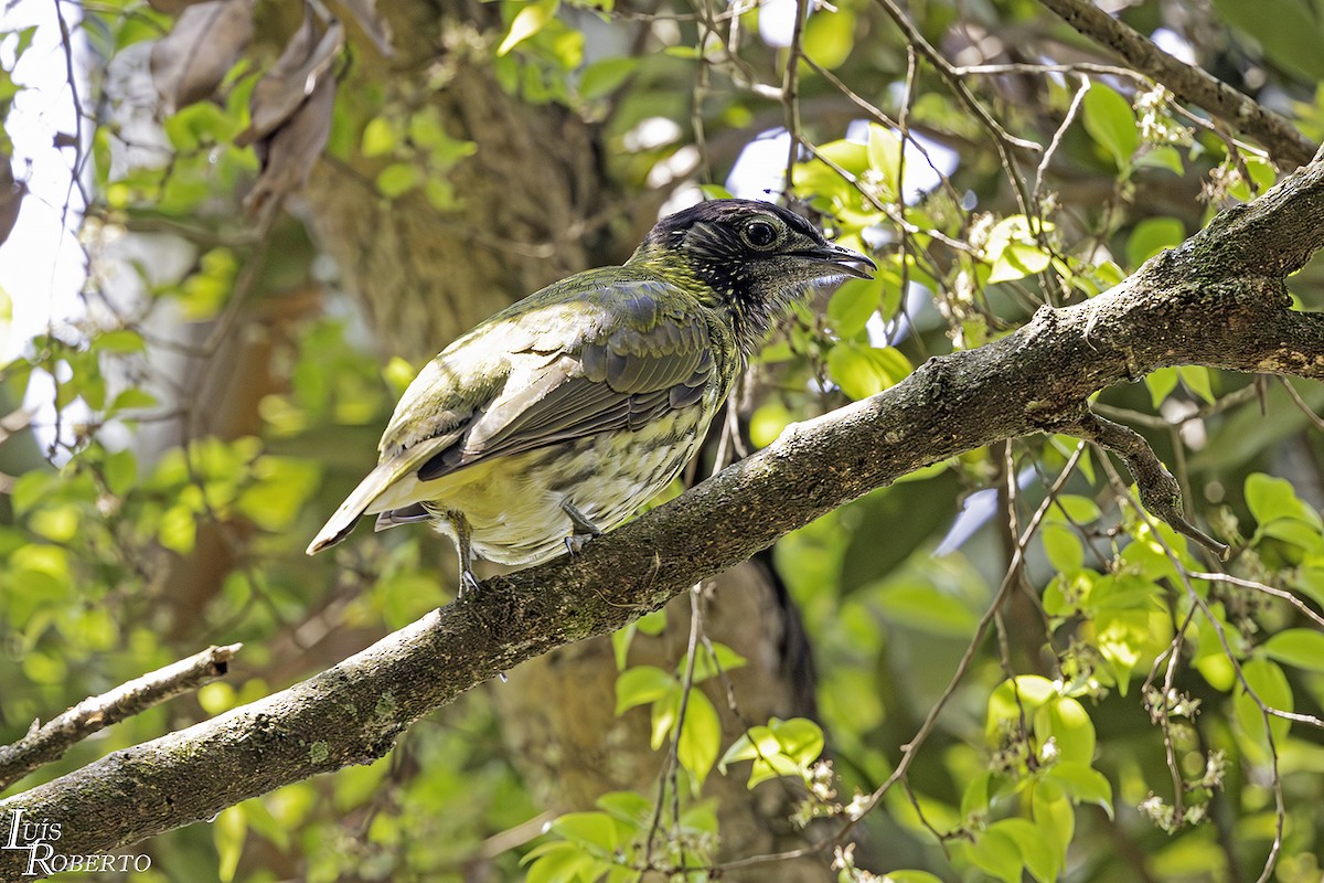 Bare-throated Bellbird - ML623958119