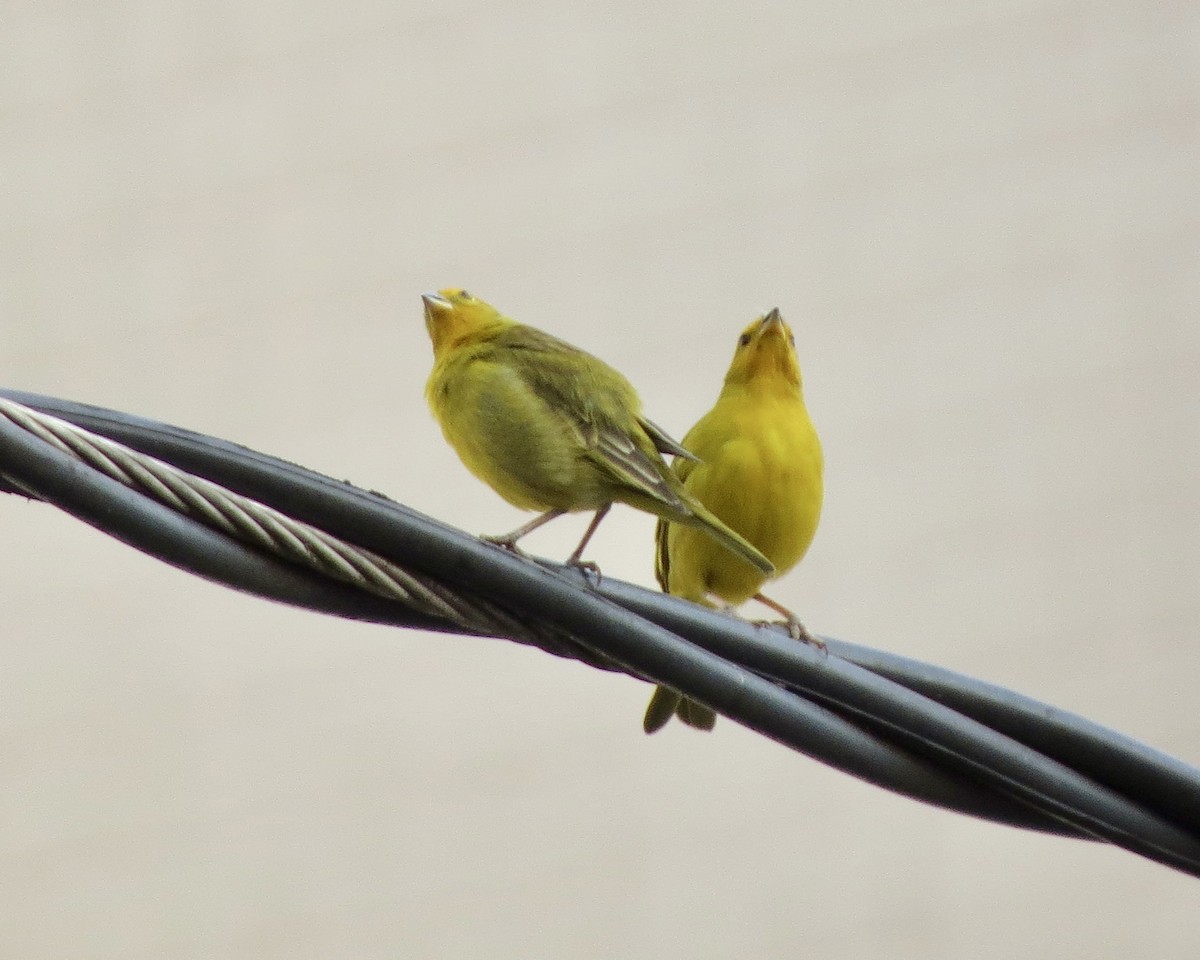 Saffron Finch - ML623958126