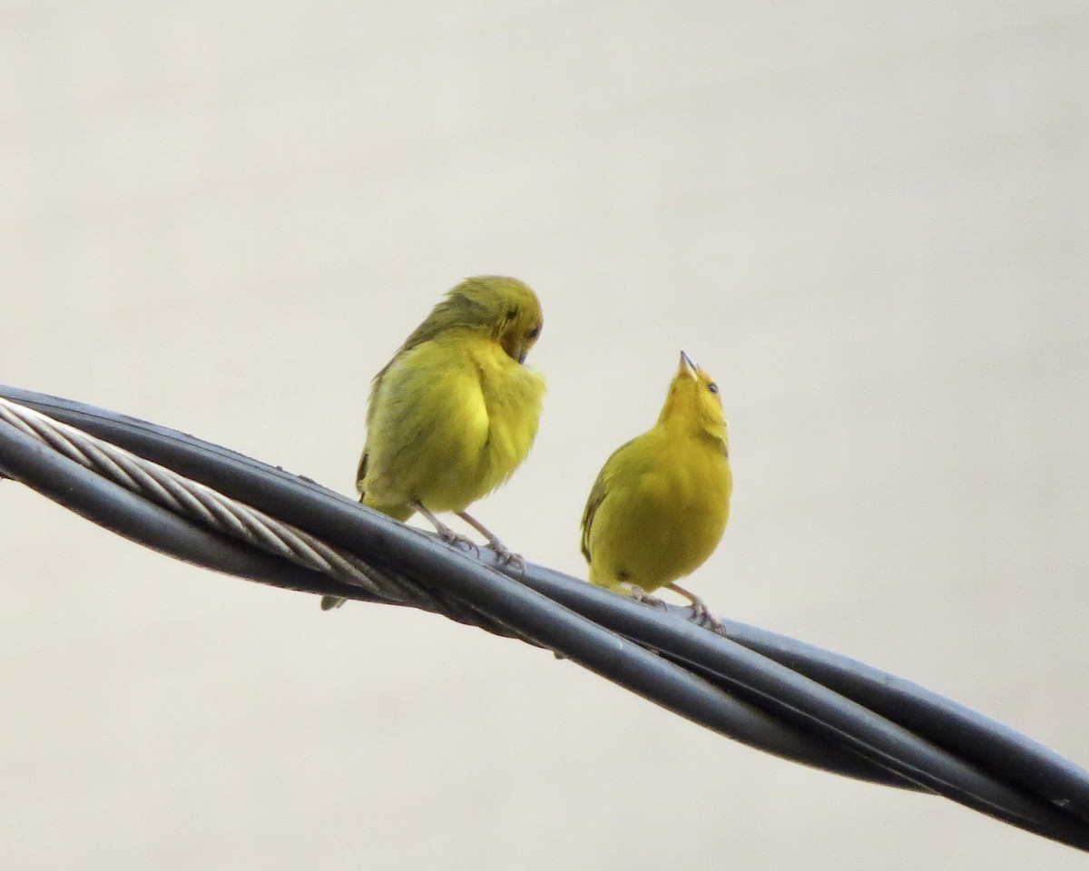 Saffron Finch - ML623958127