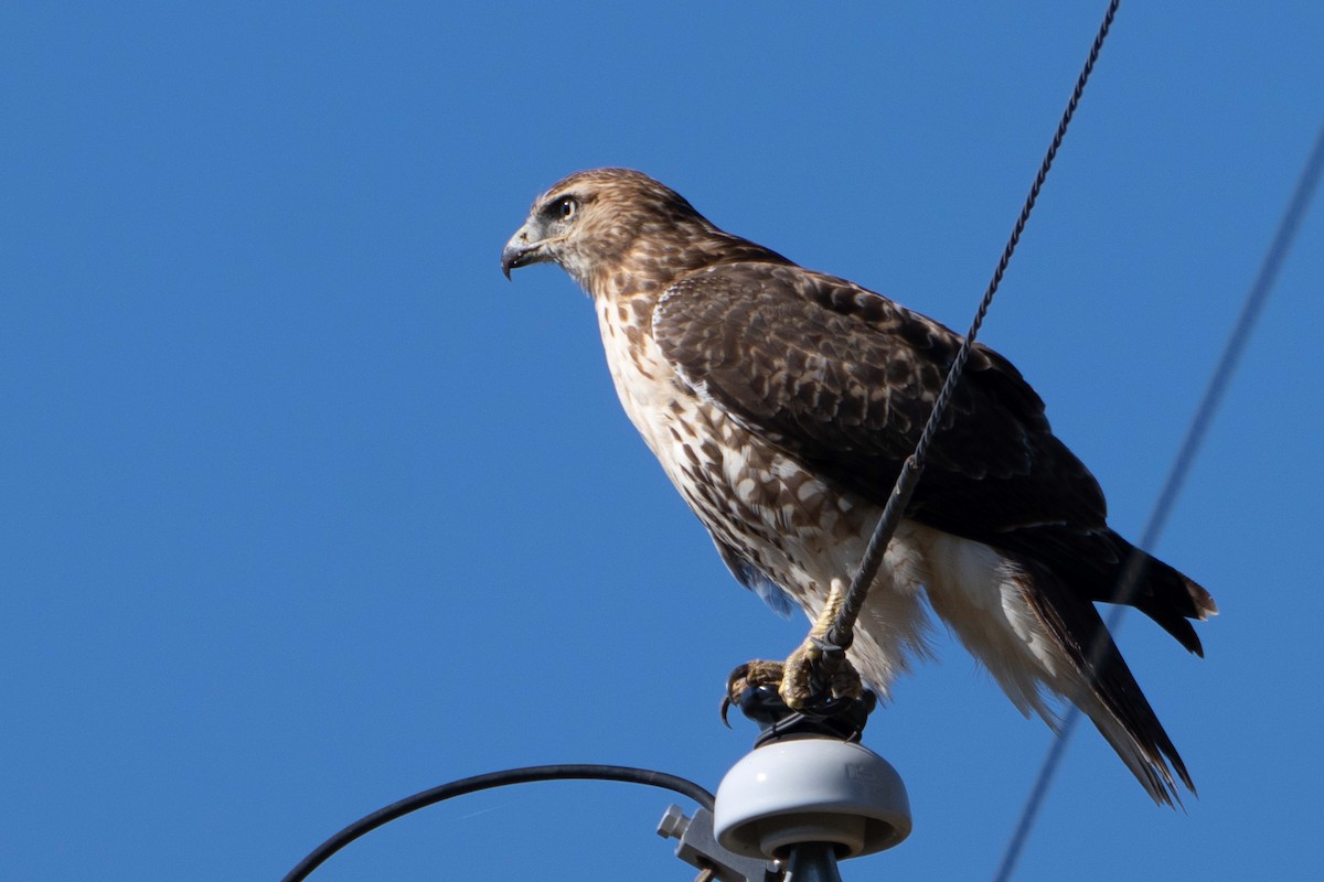 Red-tailed Hawk - ML623958142