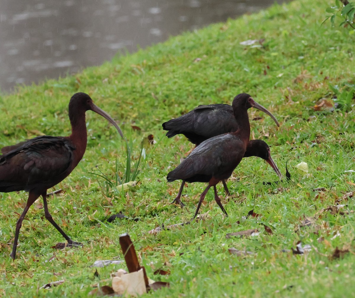 White-faced Ibis - ML623958145