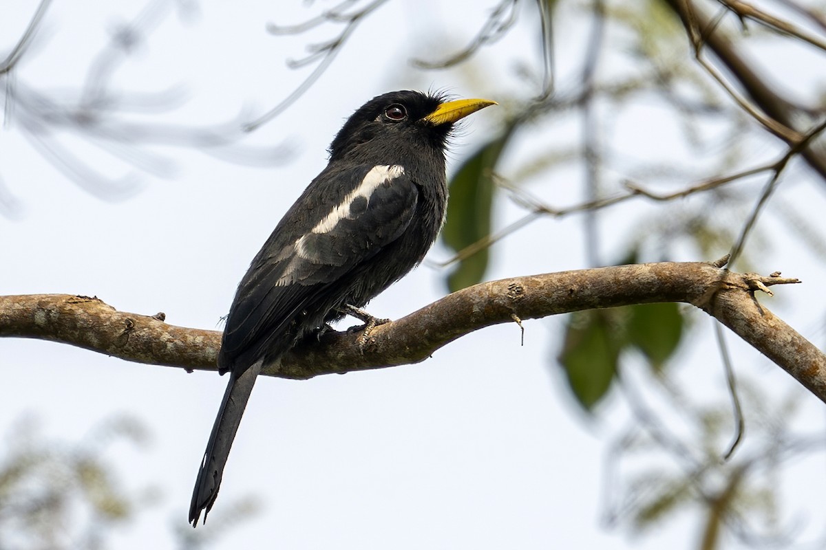 Yellow-billed Nunbird - ML623958147