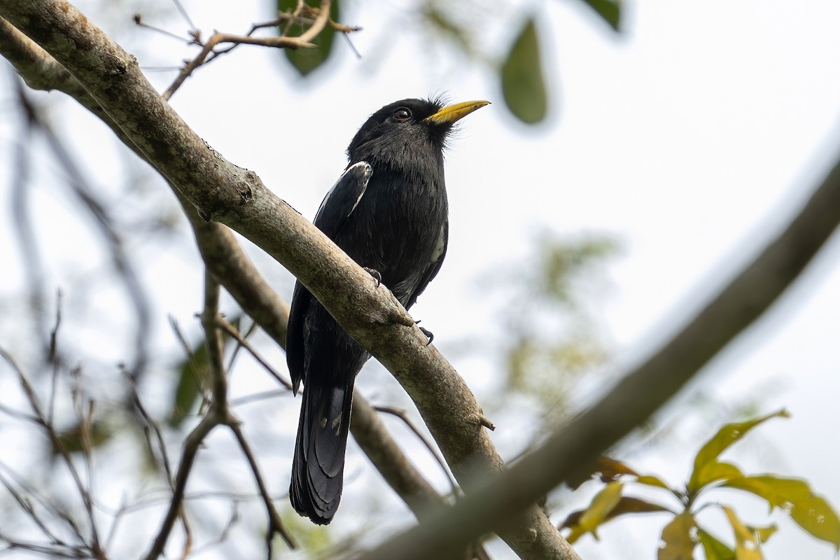 Yellow-billed Nunbird - ML623958148