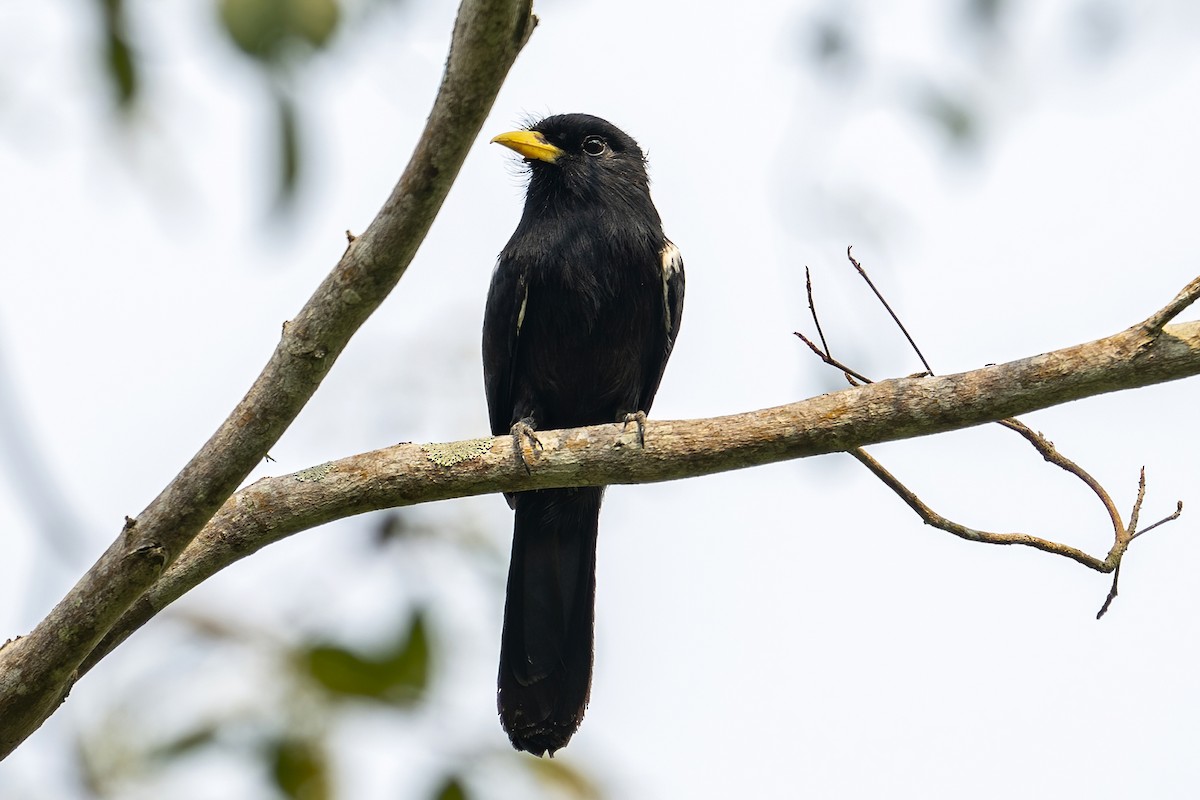 Yellow-billed Nunbird - ML623958149