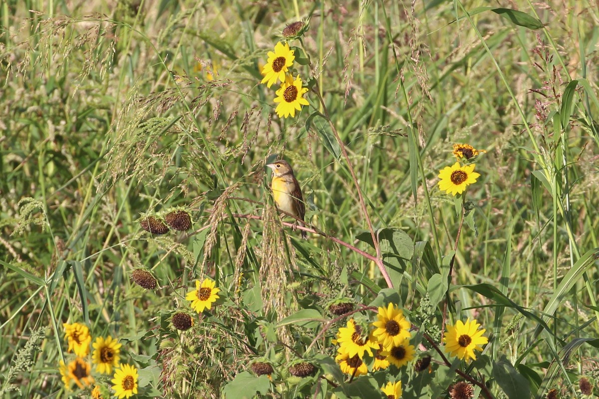 Dickcissel - ML623958151