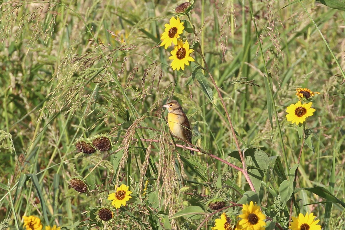 Dickcissel - ML623958152