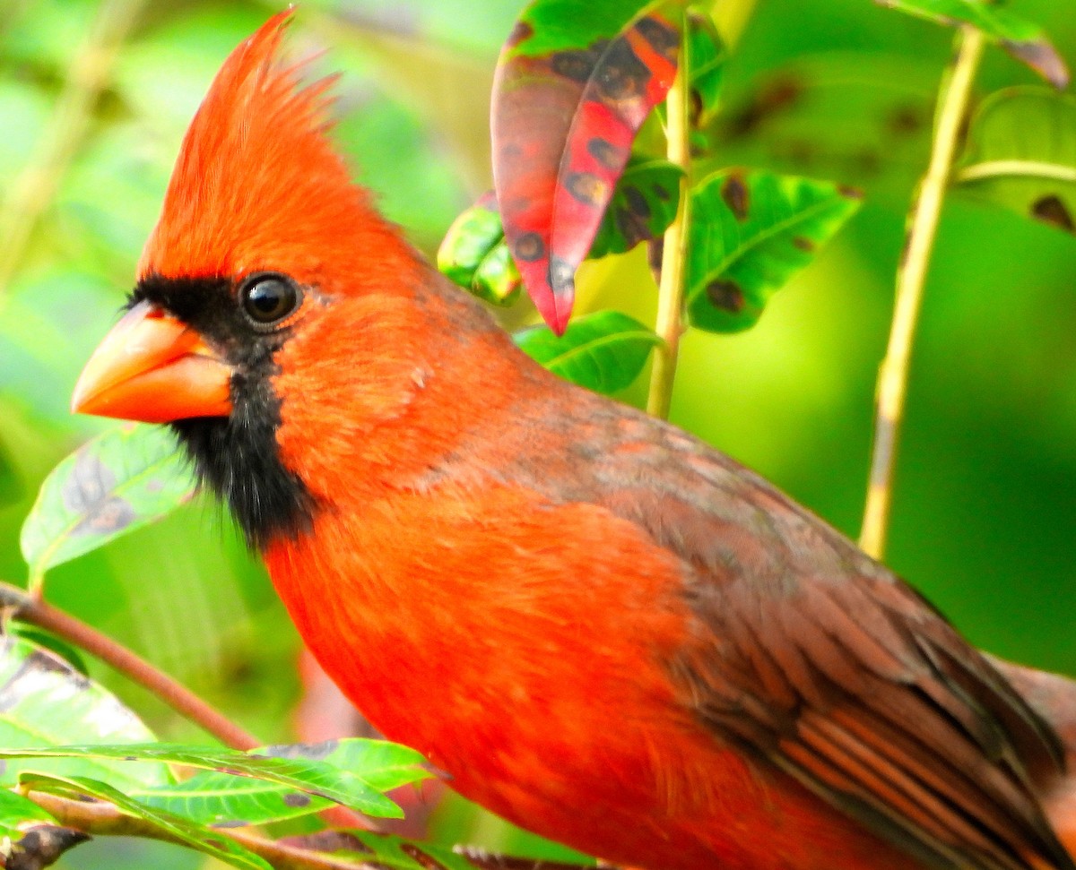 Northern Cardinal - ML623958158