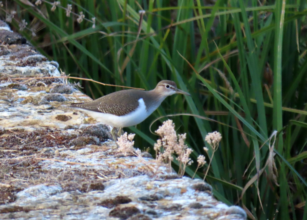 Common Sandpiper - ML623958160