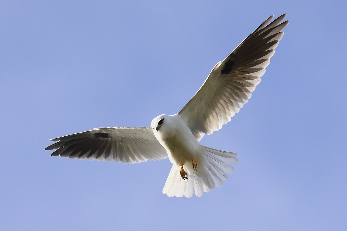 Black-shouldered Kite - Peter Kyne