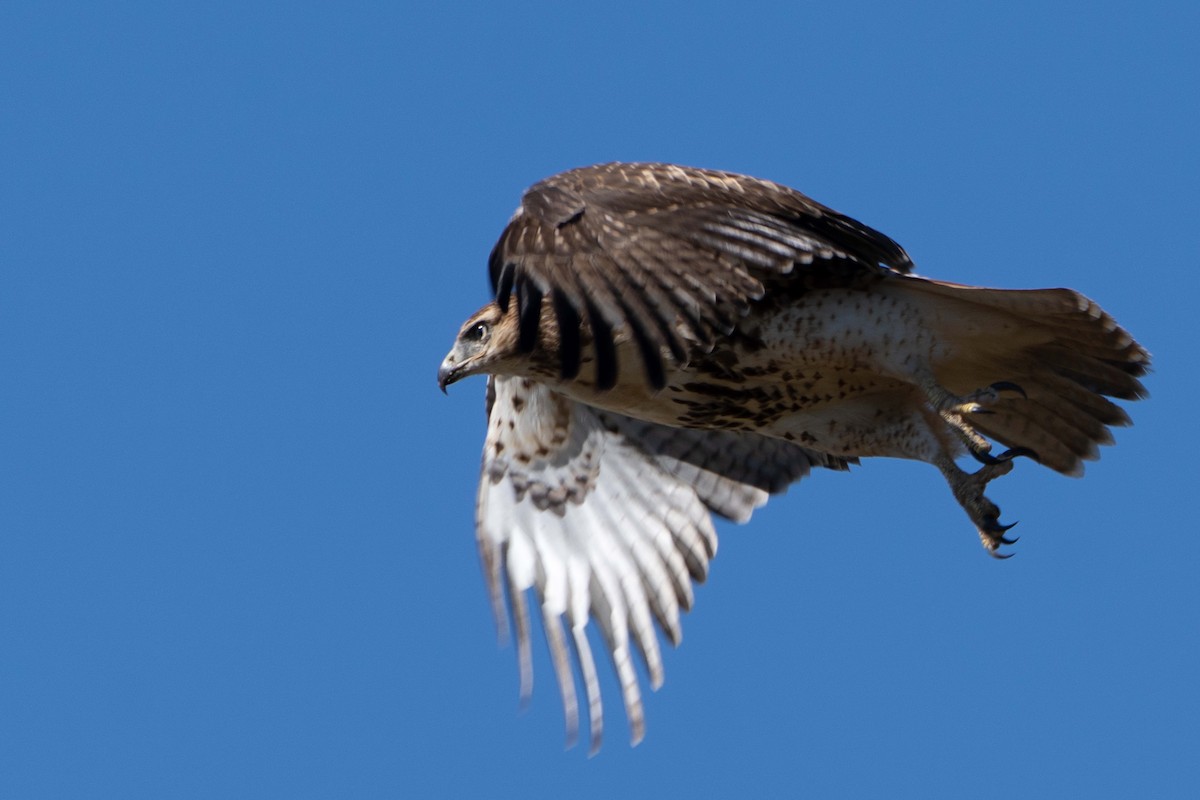 Red-tailed Hawk - ML623958193