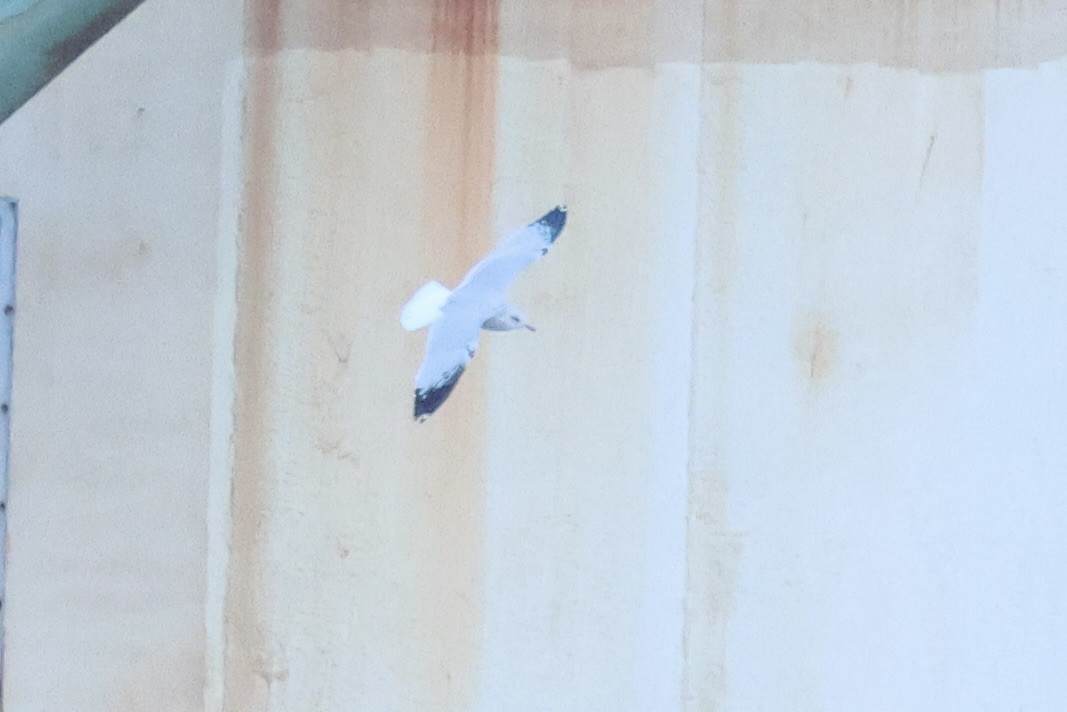 Ring-billed Gull - ML623958194