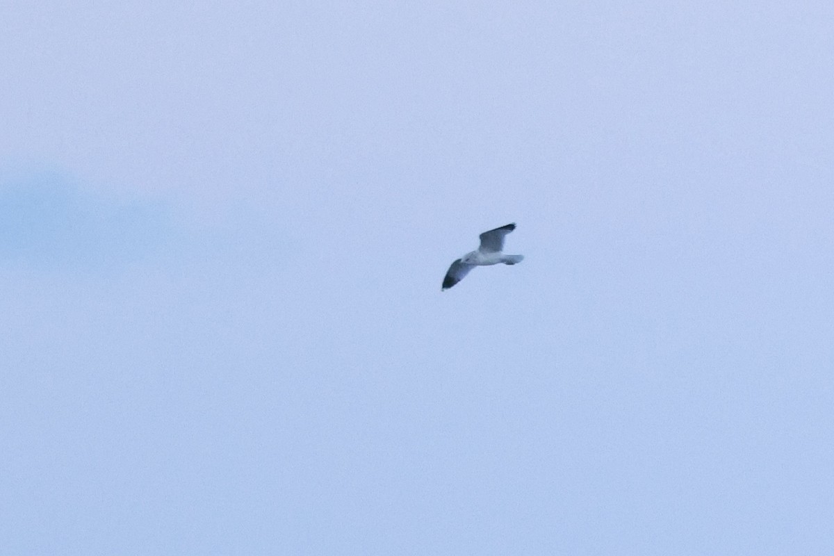 Ring-billed Gull - ML623958196