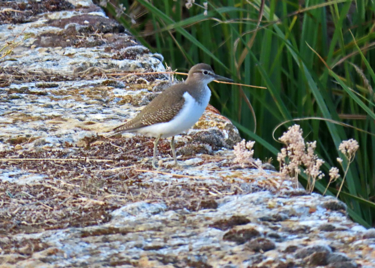 Common Sandpiper - ML623958204