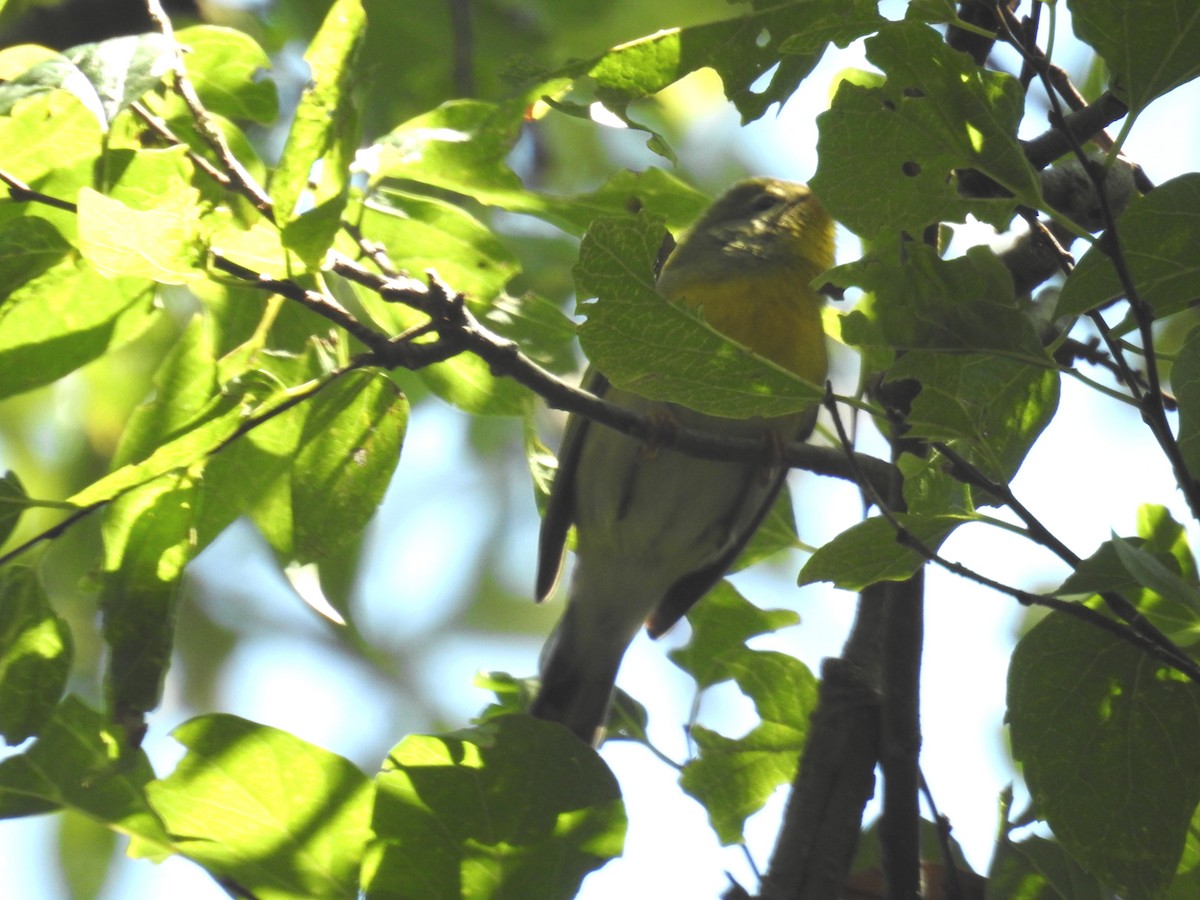 Northern Parula - ML623958206