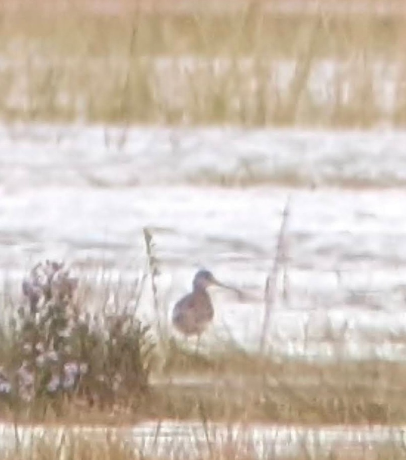 Charadriiformes sp. - ML623958235