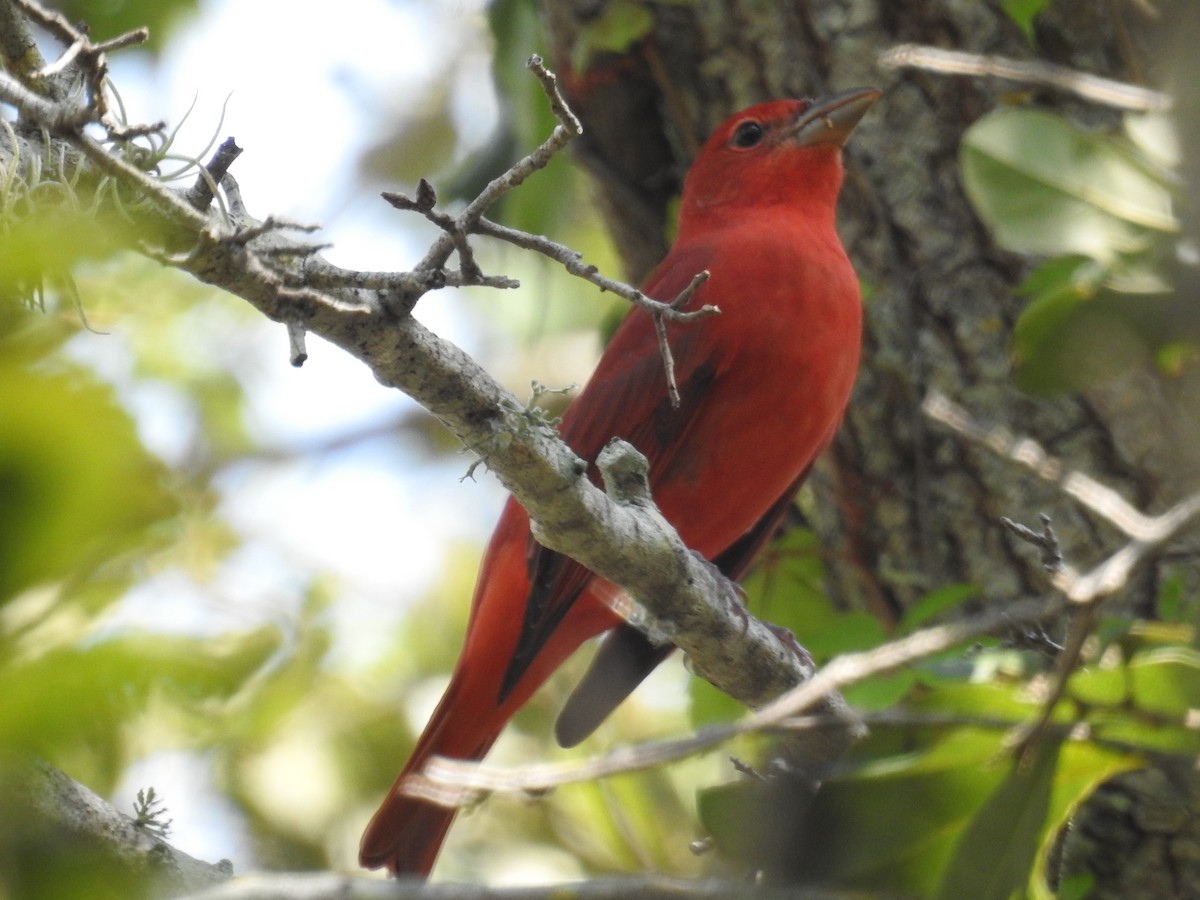 Piranga Roja - ML623958244