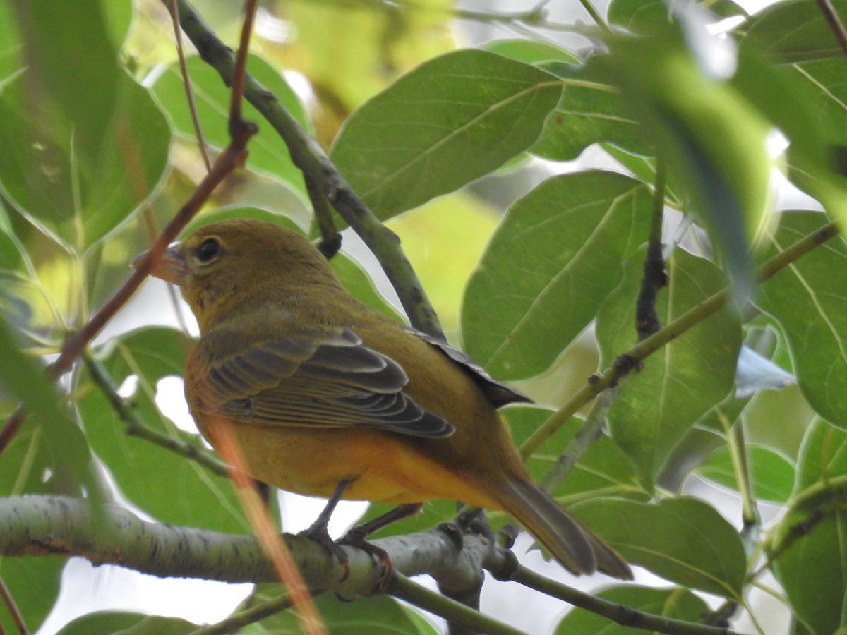 Summer Tanager - ML623958245