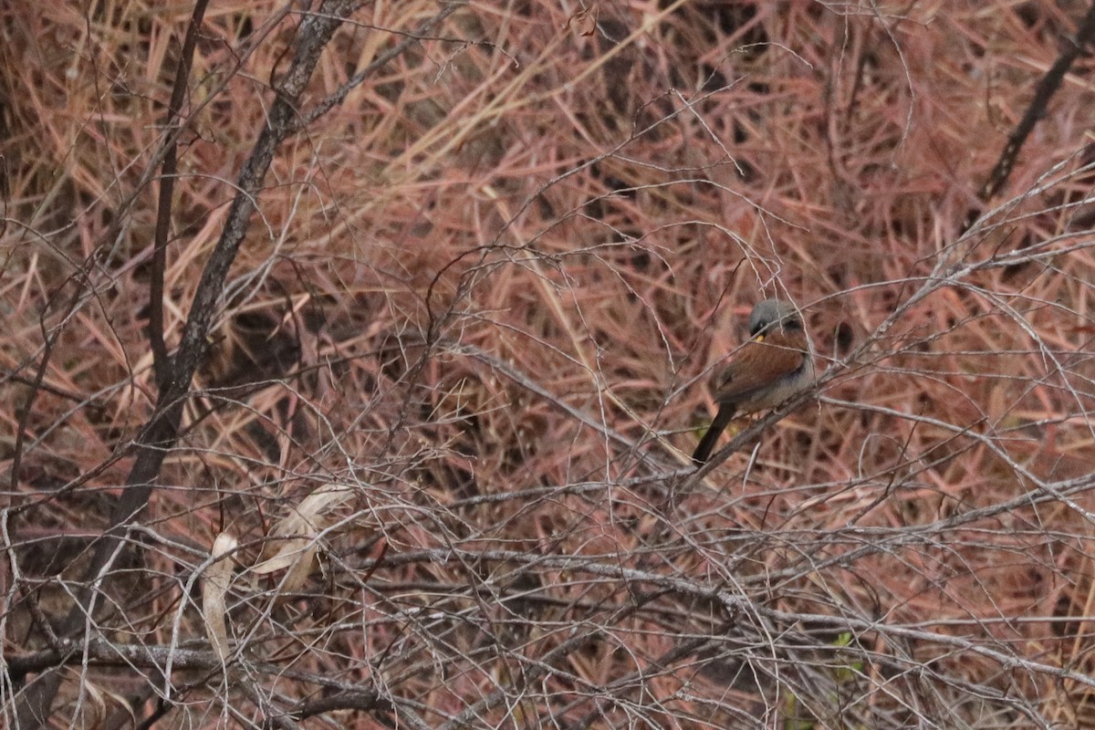 Rufous-backed Inca-Finch - ML623958250