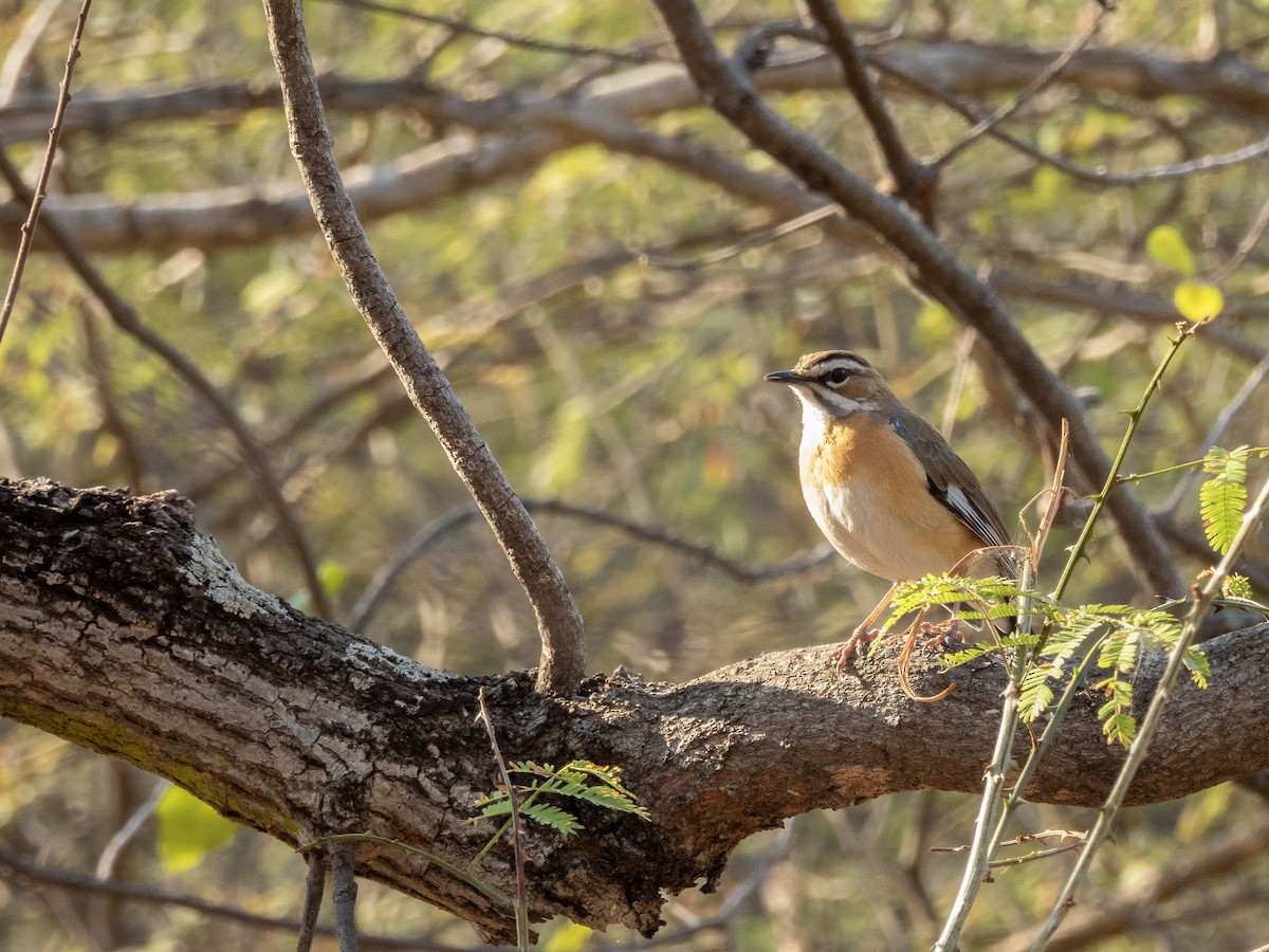 Bearded Scrub-Robin - ML623958252