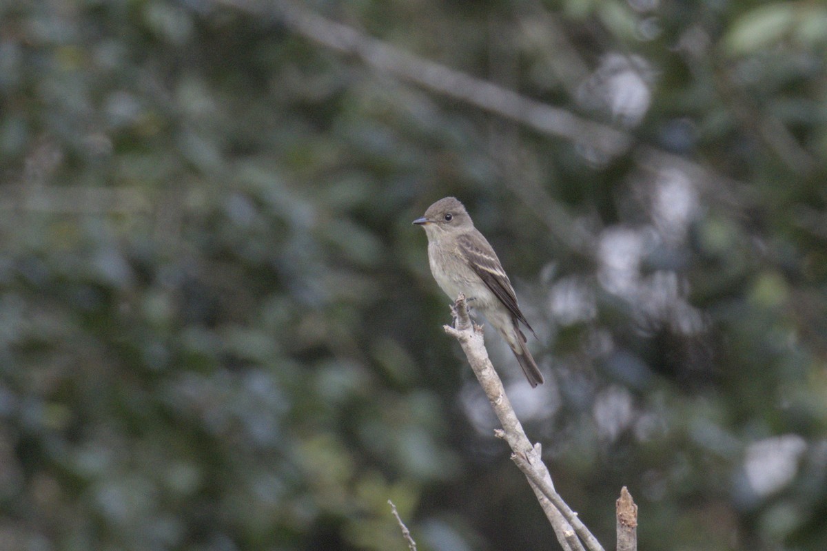 Western Wood-Pewee - ML623958275