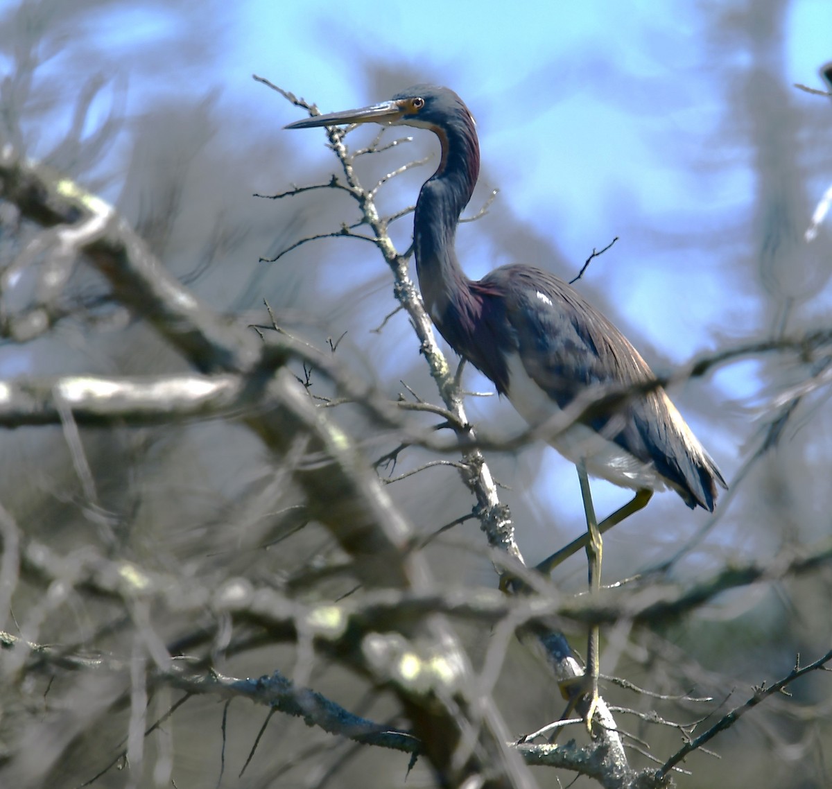 Tricolored Heron - ML623958279