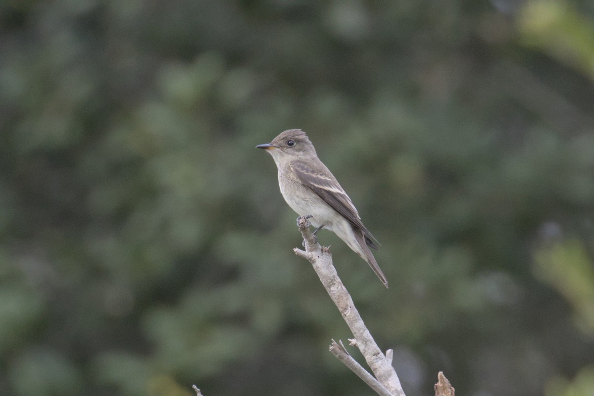 Western Wood-Pewee - ML623958280