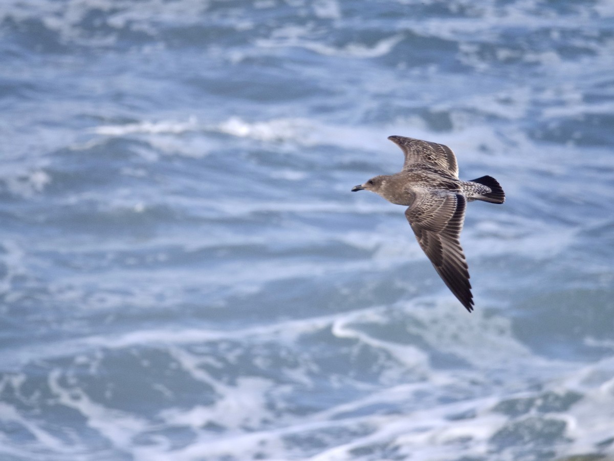 Western Gull - ML623958283