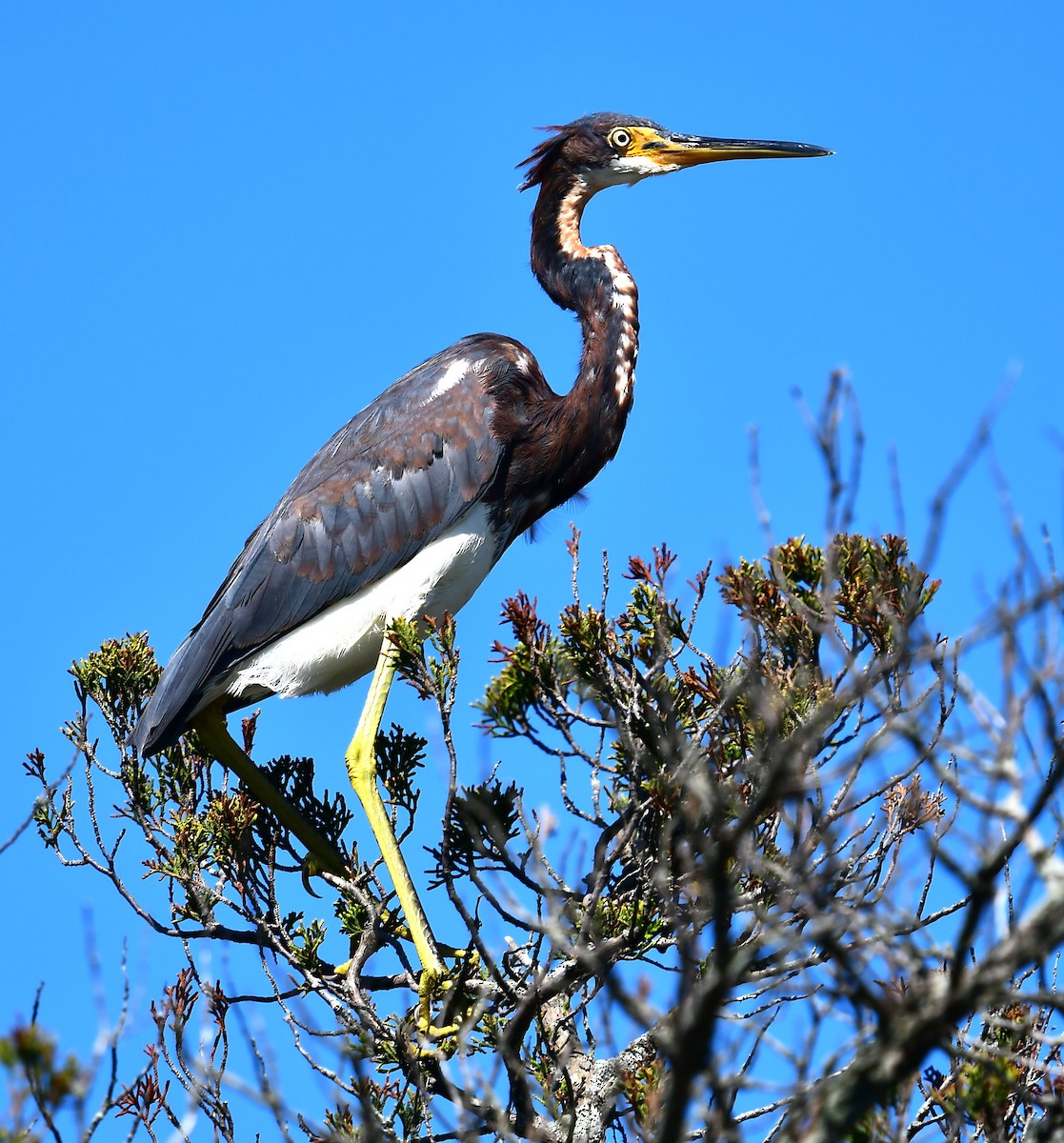 Tricolored Heron - ML623958284