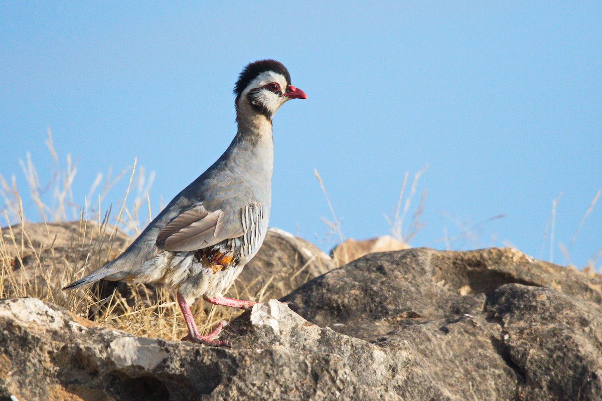 Arabian Partridge - ML623958286