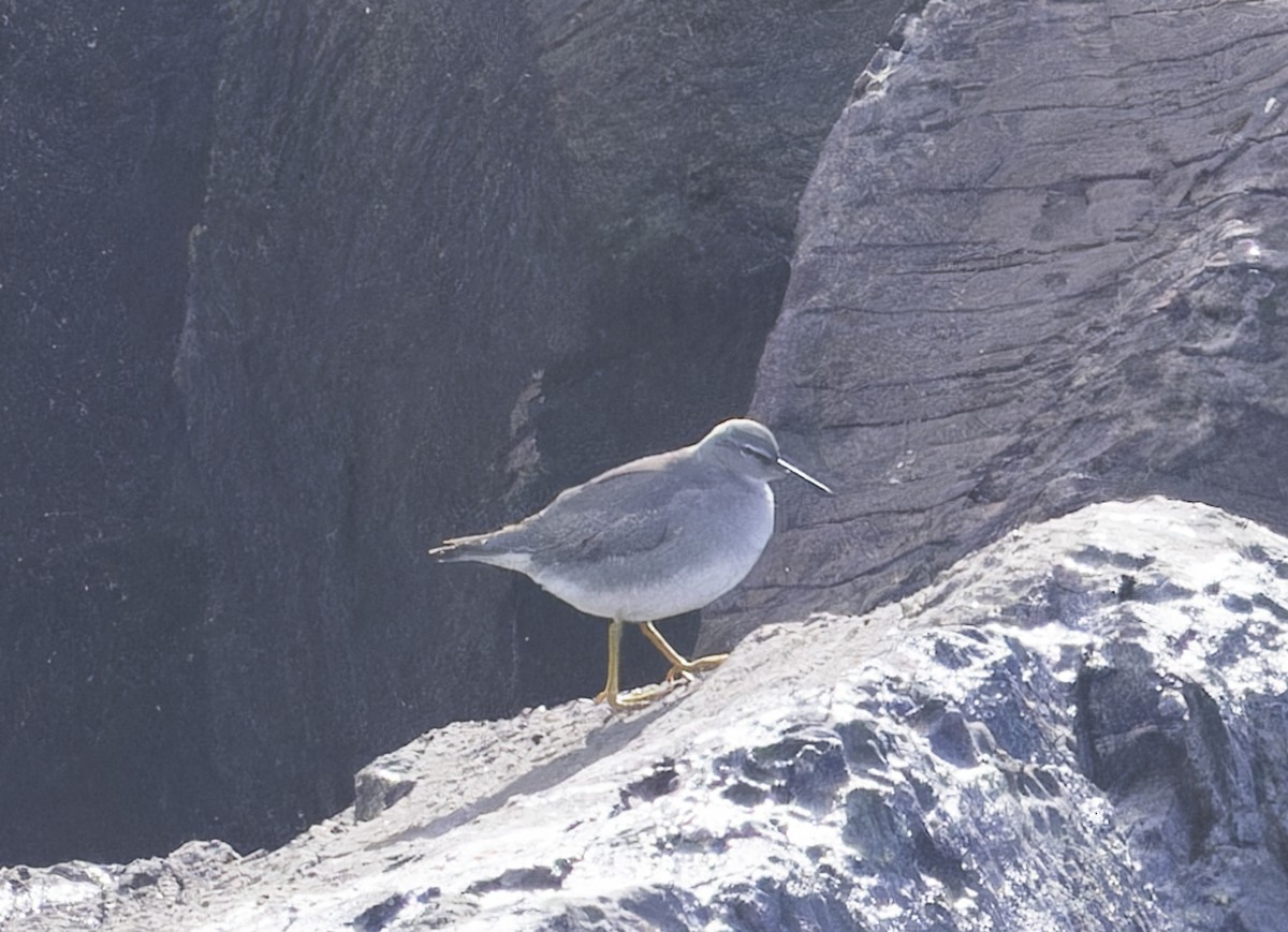 Wandering Tattler - ML623958308