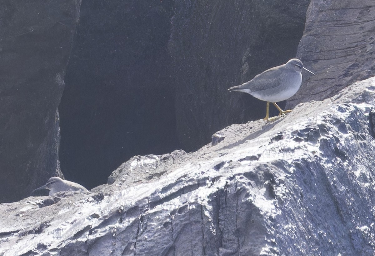 Wandering Tattler - ML623958309