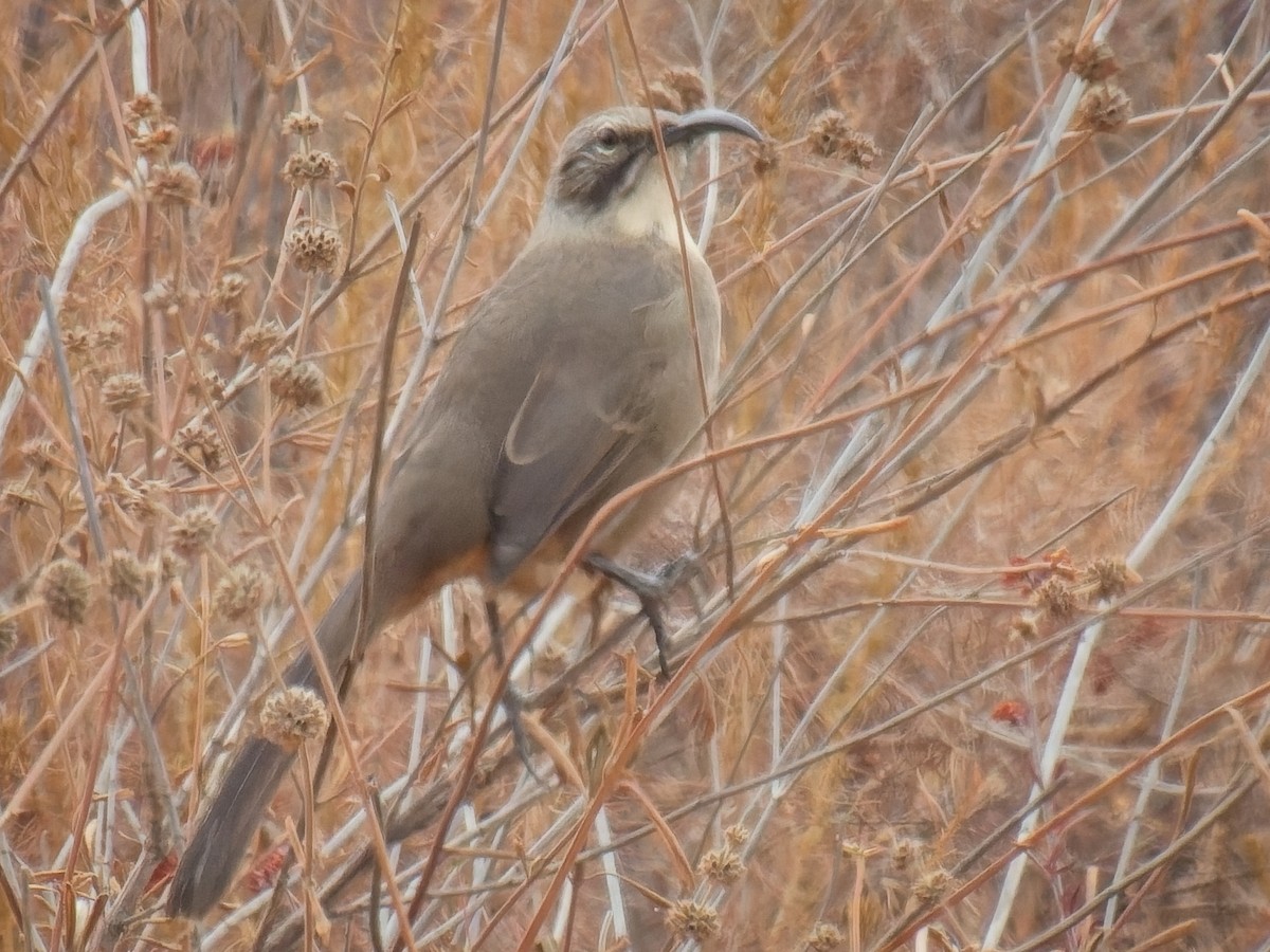 California Thrasher - ML623958322