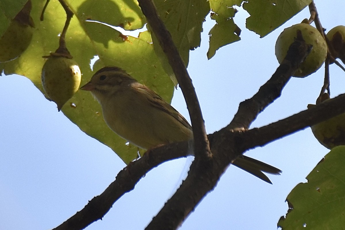 Clay-colored Sparrow - ML623958325