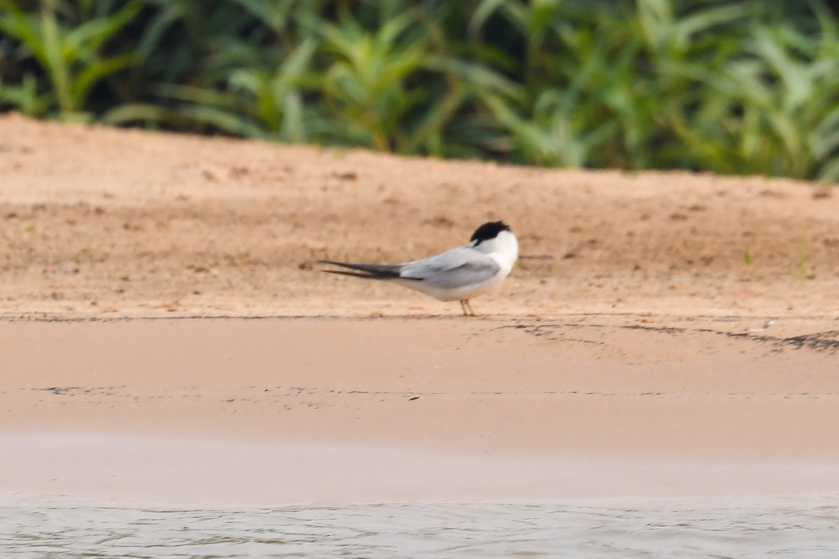 Yellow-billed Tern - ML623958337