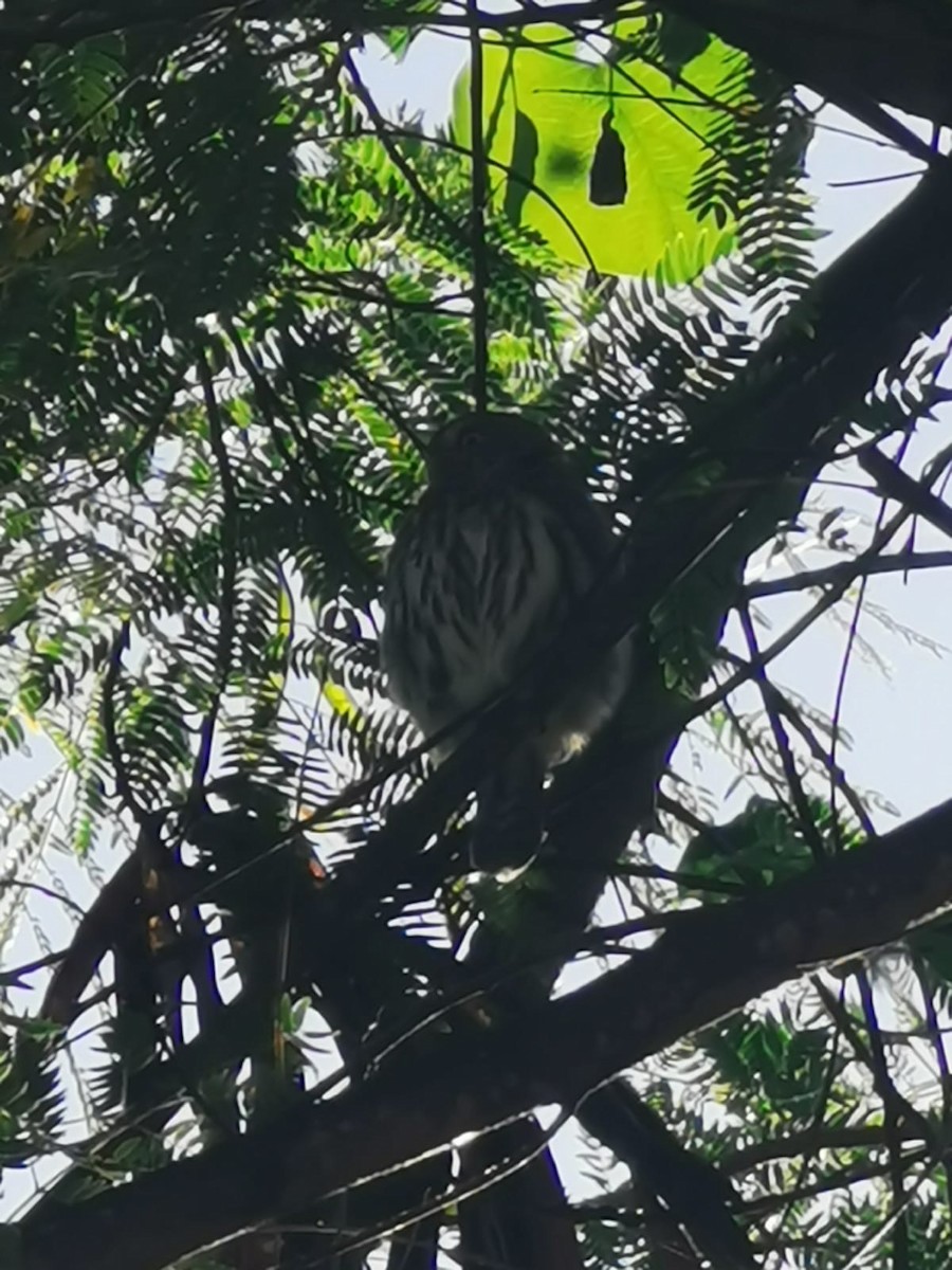 Ferruginous Pygmy-Owl - ML623958338