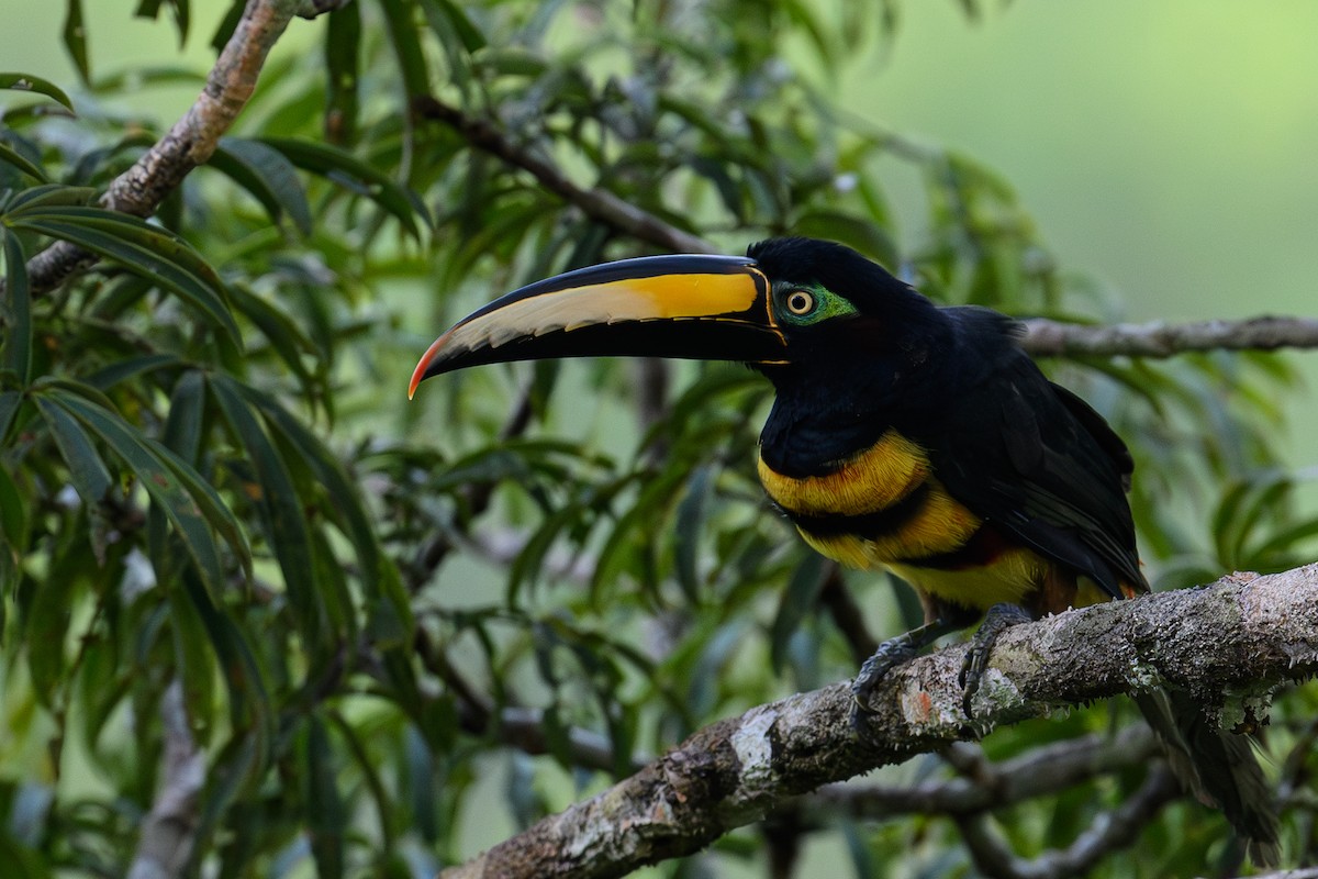 Many-banded Aracari - ML623958343