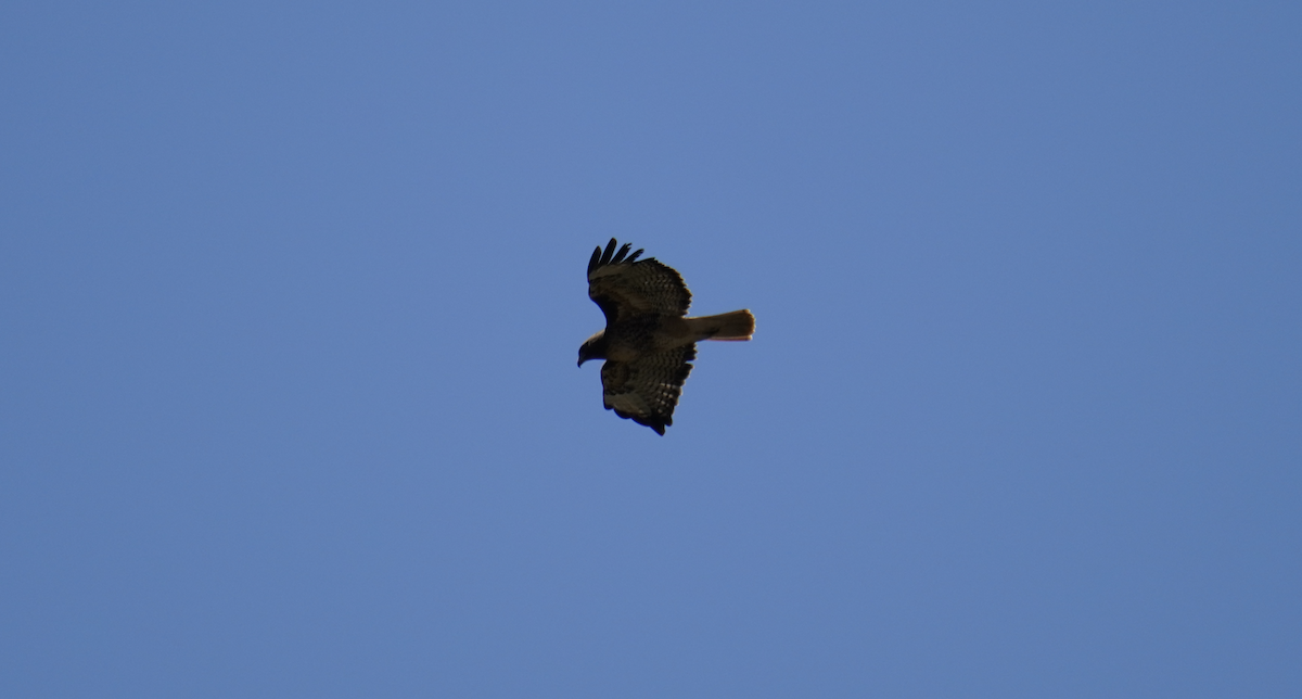 Red-tailed Hawk - Alex Dodd