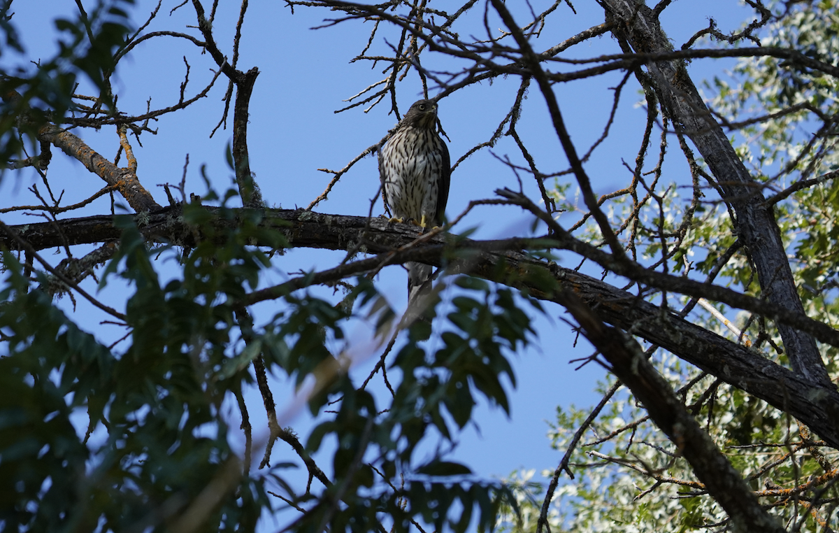 Cooper's Hawk - ML623958352