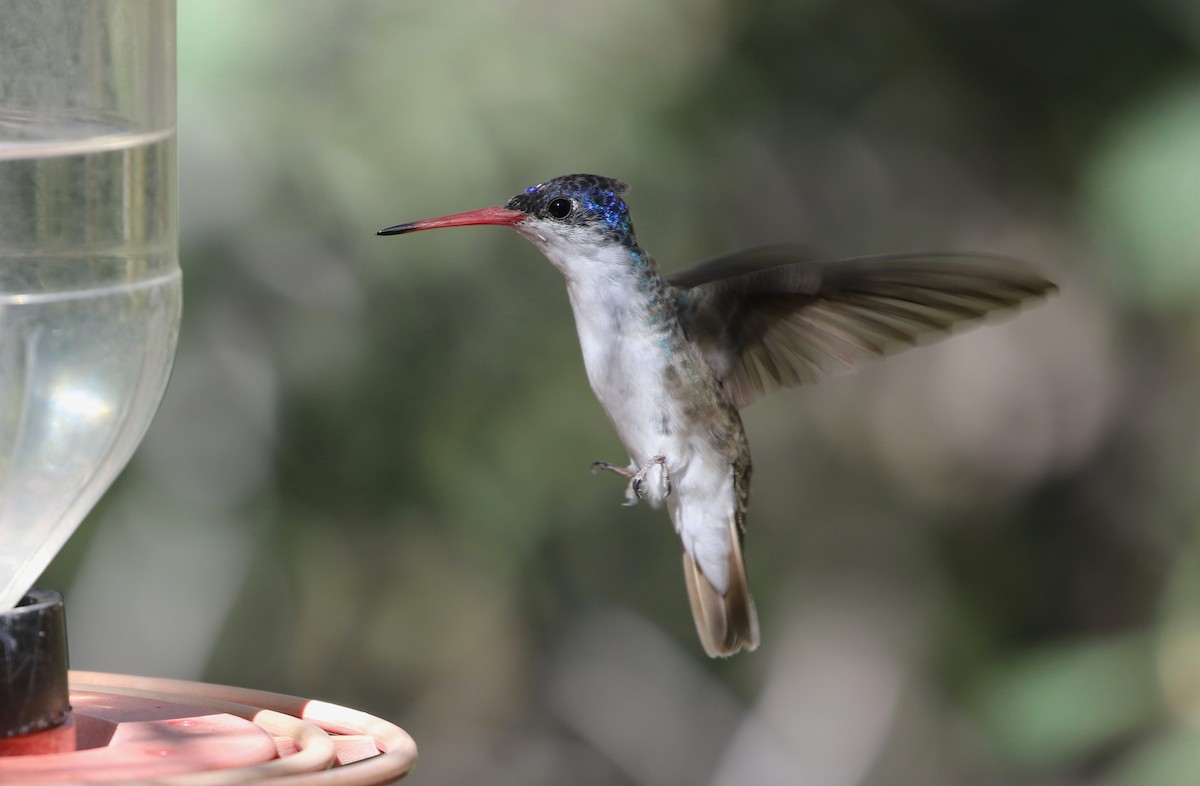 Violet-crowned Hummingbird - ML623958353