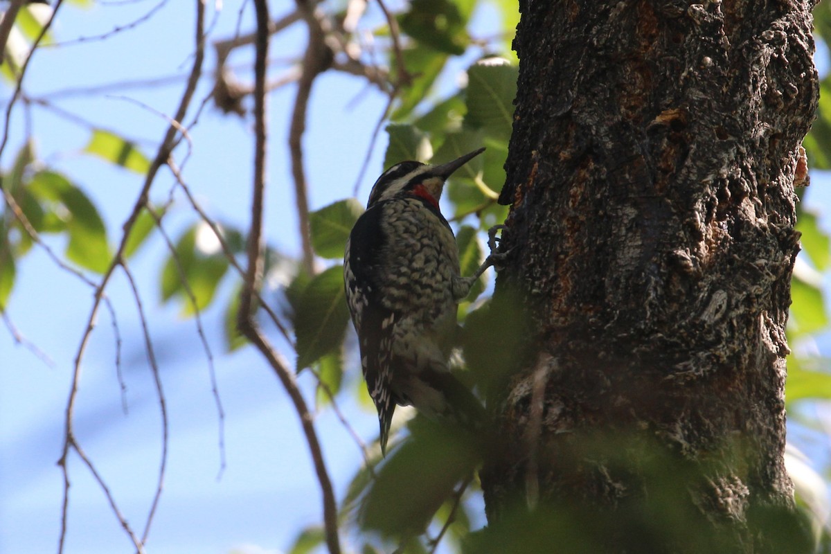 Red-naped Sapsucker - ML623958357