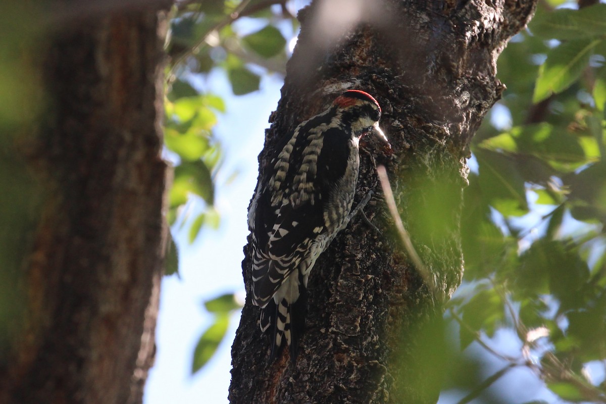 Red-naped Sapsucker - ML623958358