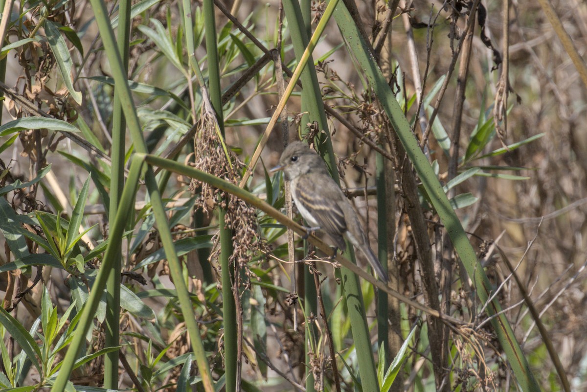 Willow Flycatcher - Tom Fangrow